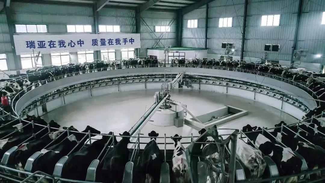 花花牛丨駐馬店市遂平縣政協(xié)黨組書(shū)記、主席張衛(wèi)東一行蒞臨花花牛魯山瑞亞牧場(chǎng)參觀 花花牛丨駐馬店市遂平縣政協(xié)黨組書(shū)記、主席張衛(wèi)東一行蒞臨花花牛魯山瑞亞牧場(chǎng)參觀