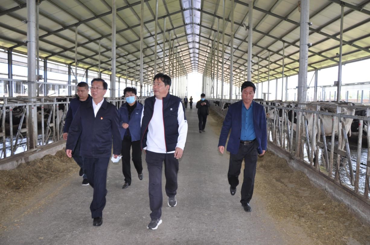 商丘市委常委、宣傳部部長王全周一行蒞臨睢縣瑞亞牧業有限公司調研 商丘市委常委、宣傳部部長王全周一行蒞臨睢縣瑞亞牧業有限公司調研